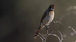 Graubülbül - Common Bulbul