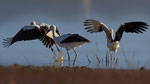 Weissstorch - White Stork