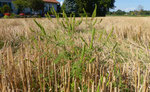 Aufrechtes Traubenkraut / Ambrosia artemisiifolia /  Jussy 31.8.2021