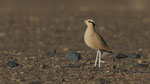 Rennvogel - Cream - coloured Courser