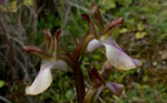 Hügel-Knabenkraut / Orchis collina / eine sehr früh blühende Art