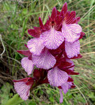 Mittelgrosses Knabenkraut / Orchis papilionacea ssp.expansa 