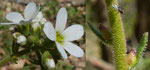 Zwiebel-Steinbrech / Saxifraga bulbifera , wirklich ganze Pflanze drüsig / Follatères 15.4.2019