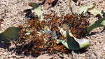 Welwitschia