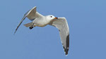 Korallenmöwe / Audouin's Gull