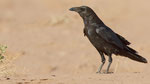 Wüstenrabe - Brown - necked Raven