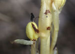 Kahler Fichtenspargel / Monotropa hypophegea / oberhalb Les Plans sur Bex         18.8.2019