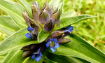 Kreuzblättriger Enzian / Gentiana cruciata