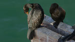 Kronenscharbe auf der Jetty Bridge, Swakopmund