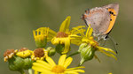 Kleiner Feuerfalter
