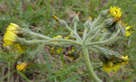 Trugdoldiges Habichtskraut / Hieracium cymosum , Trockenwiesenspezialist