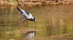 Waffenkiebitz, Blacksmith Lapwing Vanellus armatus