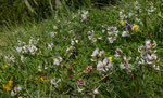 84 und 85 : Südlicher Tragant / Astragalus australis /   Tufternalp ob Zermatt  24.6.2020