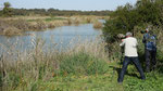 Sichler - Glossy Ibis 