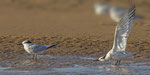 Brandseeschwalbe / Sandwich Tern