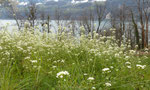 Grossblütiges Hirtentäschel / Capsella grandiflora,  südosteuropäisch, CH nur im Linthgebiet zwischen Uznach, Bilten und Amden / Betlis am Walensee 6.4.2019