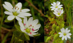 Stellaria neglecta / Übersehene Vogelmiere