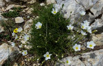 Feinblättrige Miere / Minuartia capillacea /         La Dôle 28.6.2020