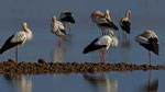 Weissstorch - White Stork