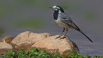 Bachstelze - White / Pied Wagtail (subpersonata)