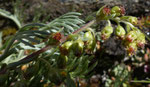 Nordischer Beifuss / Artemisia borealis