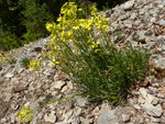 52 und 53 : Blassgelber Schöterich / Erysimum ochroleucum /  Loveresse 1.6.2020