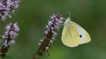 Kleiner Kohlweissling
