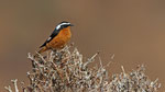 Diademrotschwanz - Moussier's Redstart