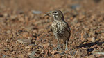 Knackerlerche - Thick - billed Lark