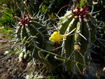 032-Euphorbia officinarum-mit  Kickxia heterophylla