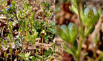 Dreiteiliger Ehrenpreis /  Veronica triphyllos / Achersand VS 29.3.2022