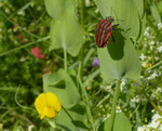 Ranken-Platterbse / Lathyrus aphaca / Alfermée 13.6.2021