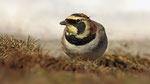 Ohrenlerche- Horned Lark