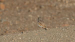 Namiblerche, Gray's lark Ammomanopsis grayi (darker ssp hoeschi?)