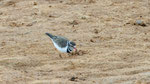 Dreibandregenpfeifer, Three - banded Plover Charadrius tricollaris