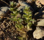 068-Sideritis montana subsp. ebracteata