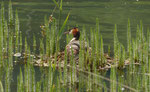 Haubentaucher brütend im Tannenwedel-Wald / Hippuris vulgaris / Weissenau  9.6.2021