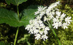 Österreicher Bärenklau / Heracleum austriacum, ostalpine Art kurioserweise in der Schweiz nur am Nordhang vom Napf 4.7.2019