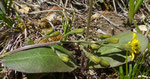 27 und 28 : Trauben-Pippau / Crepis praemorsa /   Diemtigen 21.5.2020