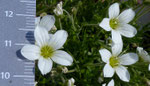 93: Grossblütiges Sandkraut / Arenaria grandiflora /    Chasseral 25.6.2020