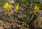 026-Linaria amethystea subsp. multipunctata