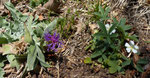 Trionfettis Flockenblume / Centaurea triumfettii  und Weisses Fingerkraut / Potentilla alba / Monte Caslano 27.3.2019