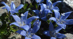 175 : Mont Cenis-Glockenblume / Campanula cenisia /    Oberrothorn  31.7.2020