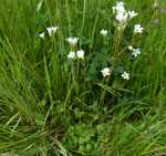 Knöllchen-Steinbrech /  Saxifraga granulata