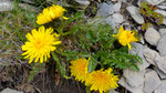 196 : Triglav-Pippau / Crepis terglouensis /     Allmengrat,  12.8.2020