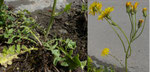 Löwenzahnblättriger Blasen-Pippau / Crepis vesicaria ssp. taraxacifolia /  Gwatt 3.5.2020