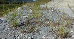 Drüsiger Gänsefuss / Chenopodium botrys / Raron 20.9.2022