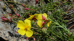 25 : Niederliegendes Heideröschen / Fumana procumbens /   Mont d`Or Sion 12.5.2020