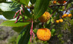 Westlicher Erdbeerbaum / Arbutus unedo, fängt im Oktober an zu blühen