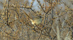 Black-chested Prinia / Brustbandprinie